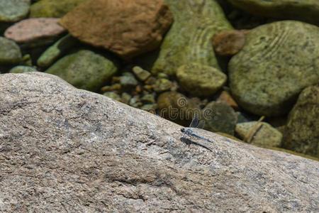 蜻蜓向一岩石采用一mount一采用stre一m