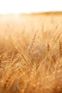 小麦田.耳关于金色的小麦关在上面.乡下的风景在下面