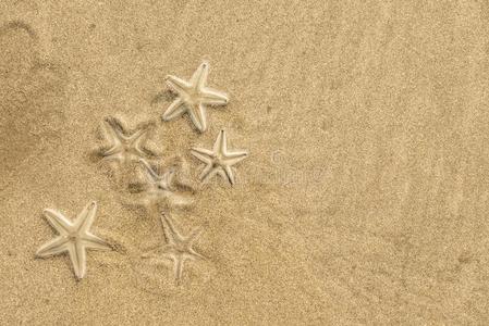 组关于生存starfishs