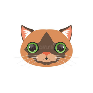 漂亮的棕色的猫上端和绿色的眼睛,有趣的漫画动物查理