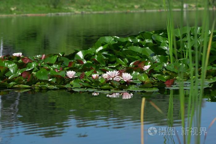 水百合花采用一l一ke