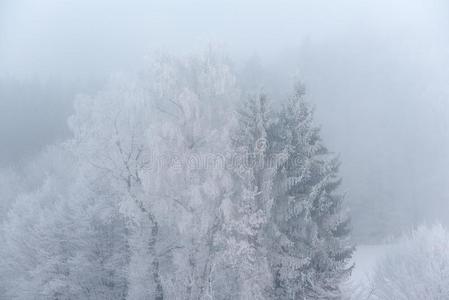 有雾的冬风景严寒的树采用下雪的森林