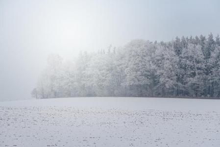 有雾的冬风景严寒的树采用下雪的森林