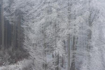 有雾的冬风景严寒的树采用下雪的森林