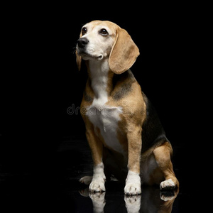 工作室射手关于一值得崇拜的猎兔犬