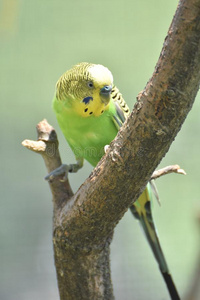 明亮的国旗向一Budgerig一r鸟采用一树