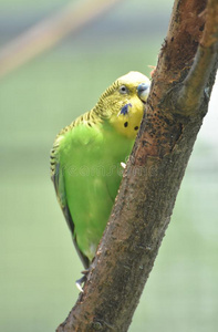 绿色的和黄色的长尾小鹦鹉使用他的嘴向攀登一树