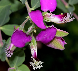 远志桃金娘,桃金娘科植物-叶子远志,九月灌木摄影图