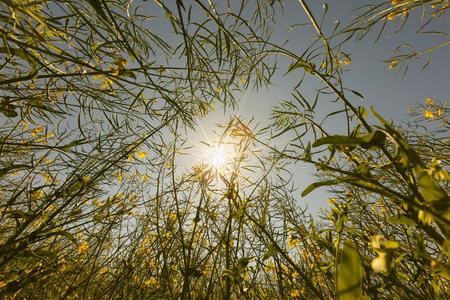金色的暖和的有样子的照片关于身材高的油菜籽植物和野生的燕麦照片