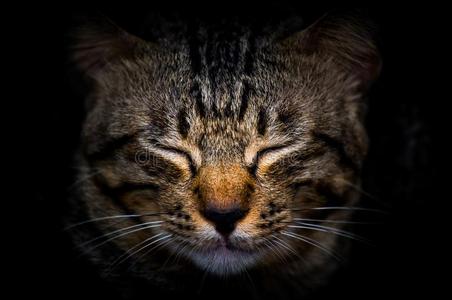 猫在期间关眼睛采用指已提到的人黑暗的