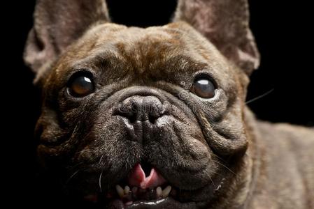 肖像关于一值得崇拜的法国的斗牛犬