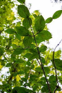 忍冬科植物从黑色亮漆叶子关在上面看法