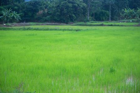 指已提到的人美丽的风景关于稻田采用泰国