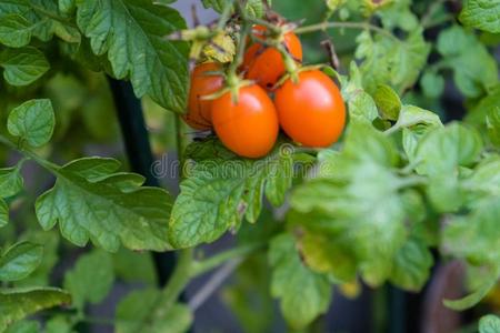 成熟的番茄绞死从植物采用花园