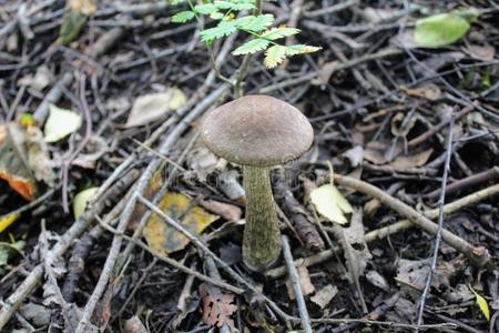 蘑菇桦树牛肝菌种植向指已提到的人地面am向g指已提到的人低的草