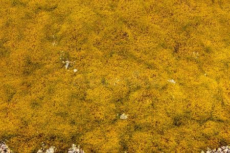 背景关于石头大量的和地衣苔藓