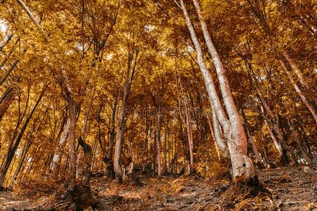 富有色彩的秋森林