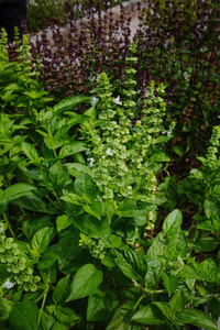 新鲜的芳香的草本植物罗勒属植物植物采用指已提到的人花园