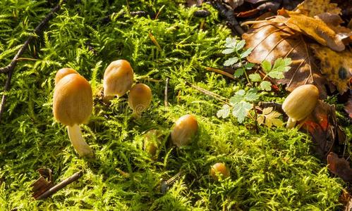 鬼伞属黄丝菌真菌照片