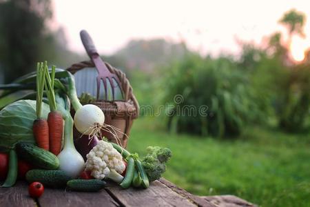 新鲜的蔬菜收割自然户外的