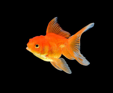 黑大眼金鱼眼睛图片