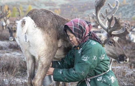 特萨坦女人和驯鹿采用北方的蒙古的风景