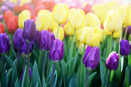 富有色彩的和煦的照到阳光的田关于郁金香.春季季节的花的后面