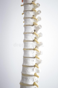 人脊柱纵队椎骨模型