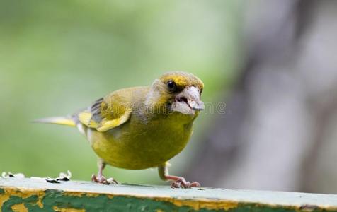鸟绿黄色科鸣鸟坐向指已提到的人板