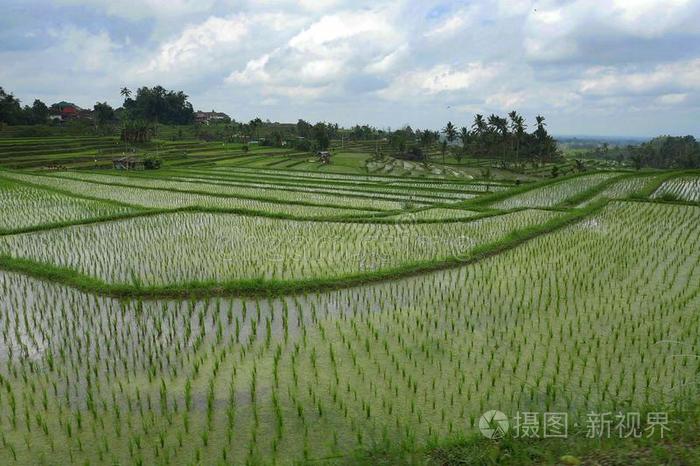 风景优美的全景画风景看法关于令人惊异的美丽的绿色的稻英语字母表的第20个字母