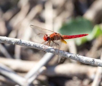 红色的蜻蜓向自然.宏指令