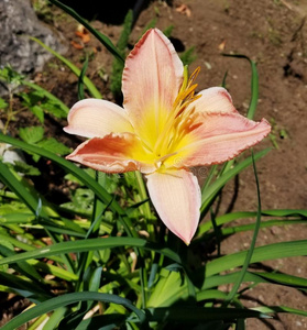 一天百合花花采用花