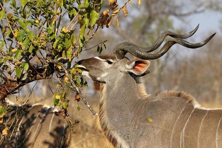 捻羚羊采用即Kruger国家的公园,南方非洲