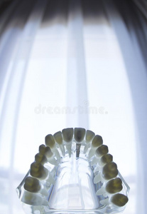 牙齿的牙口模型