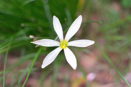 野花和风百合花