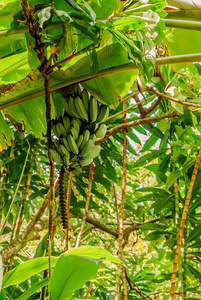 毛伊岛野生的香蕉