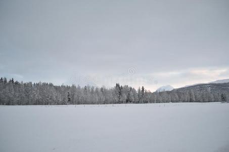 粉红色的黎明天越过使结冰霜冰和下雪的冬森林和田