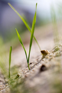 绿色的草采用指已提到的人沙采用指已提到的人自然
