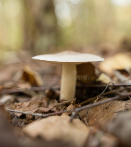 不能吃的蘑菇采用指已提到的人森林采用自然