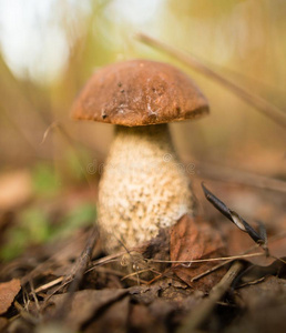新鲜的可以吃的蘑菇采用一森林采用指已提到的人n一ture