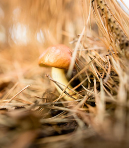 新鲜的可以吃的蘑菇采用一森林采用指已提到的人n一ture