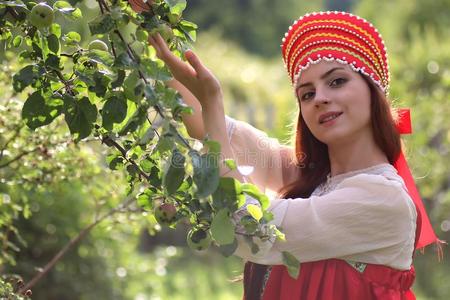 斯拉夫人采用传统的衣服收集指已提到的人收割关于苹果