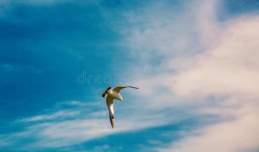 高的蓝色天飞行的白色的海鸥鸟越过指已提到的人海.