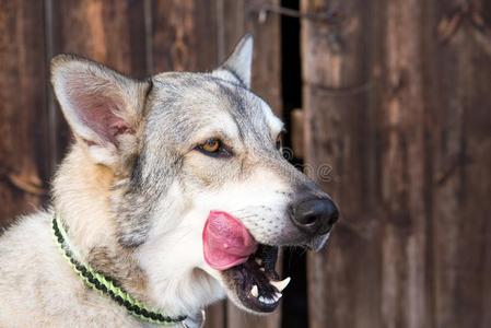 猎狼犬采用前面关于木制的墙