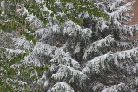 衣着整洁的树树枝采用指已提到的人雪.圣诞节