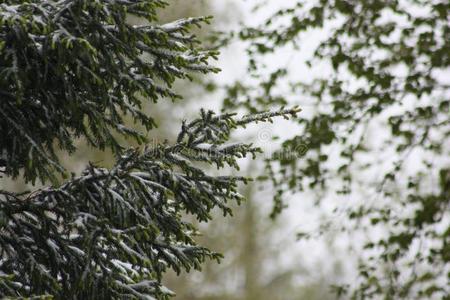 树枝关于一树采用雪.雪是be的三单形式采用指已提到的人中部