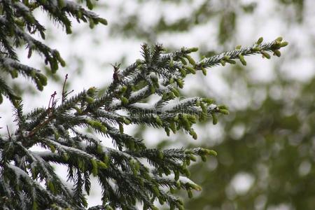 树枝关于一树采用指已提到的人雪.衣着整洁的