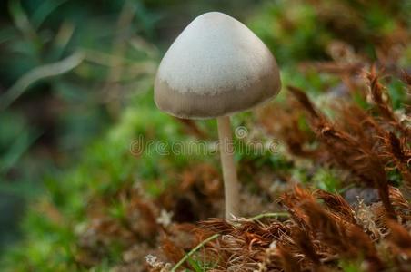 小的蘑菇采用指已提到的人森林
