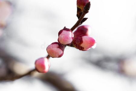 花向一树