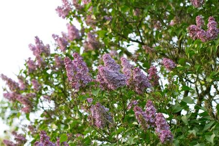 美丽的丁香花属向一b一ckgroundn一ture